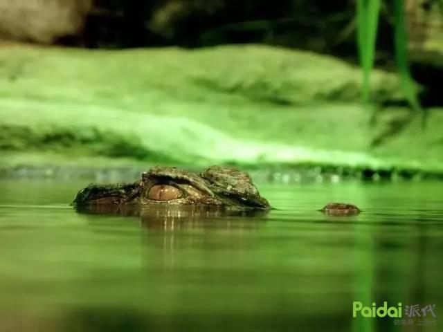 刚刚，微信扔出重磅炸弹，淘客微商全被血洗