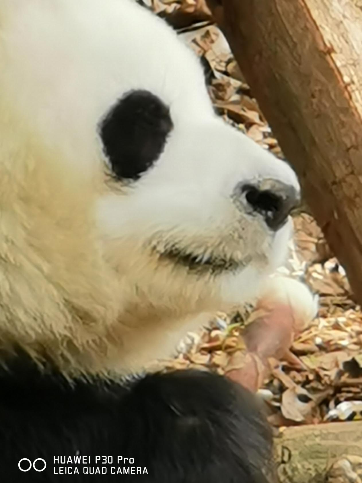 五一拍照景区不犯难 华为P30系列满足你所有