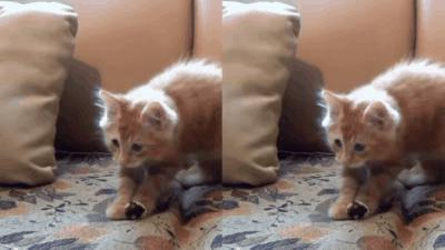 一加高帧屏的「野心」