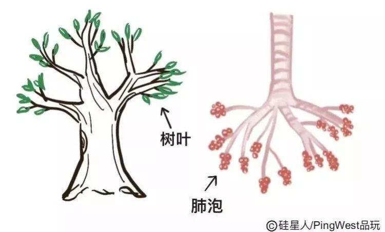 手绘科普:新冠病毒为什么致命,以及有什么治疗原理?