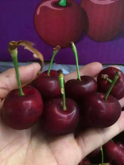 全球仅有的2箱巨钻樱桃在天猫拍卖一小时拍到4111元箱