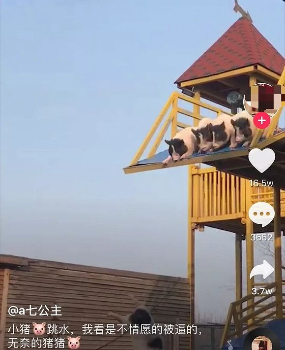 南抖音北快手你是抖音派还是快手派