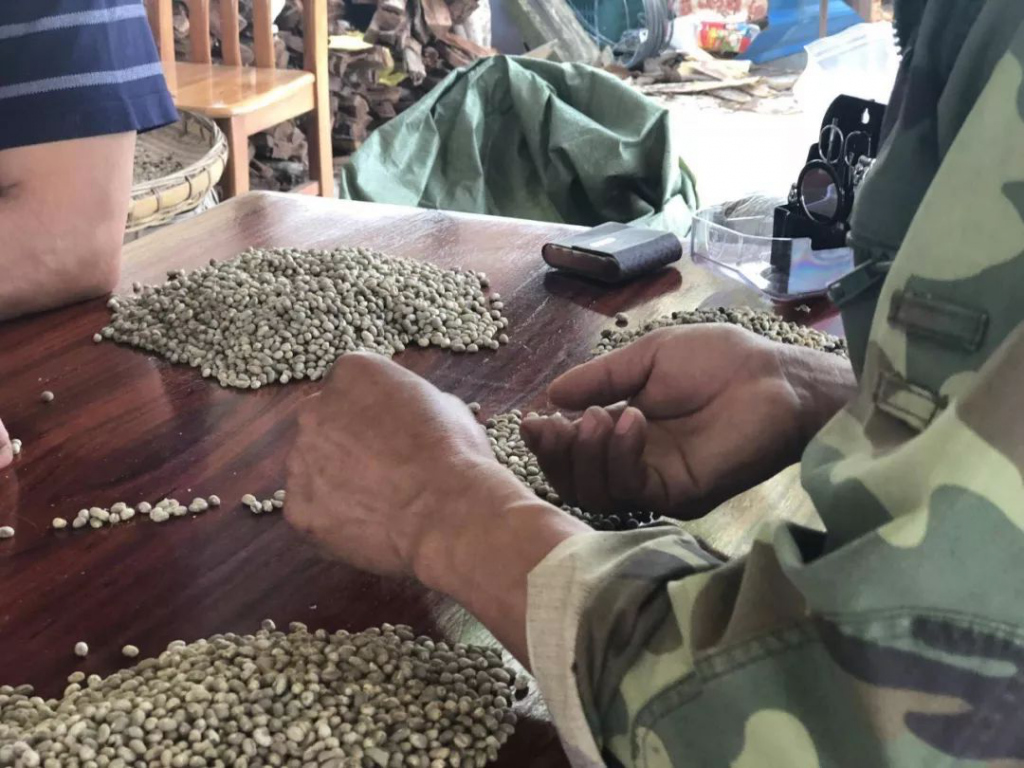 人工筛选一袋 1.5 公斤的咖啡豆需   小时    / 袁晶莹