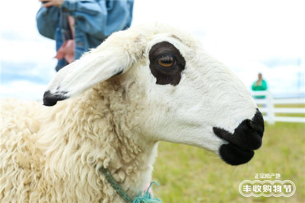 与其它圈养的绵羊不同,乌羊日行4万步,大约20公里,食药草,所以口感