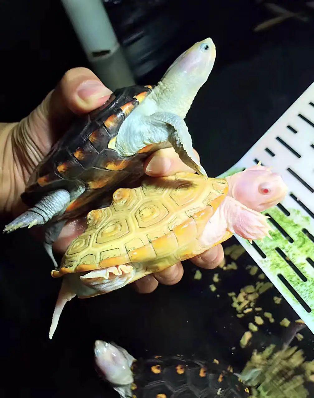 耀哥的白化钻纹龟