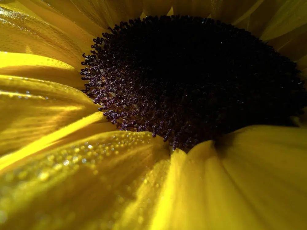 iphone微距摄影大赛开展中不用长枪短炮一部手机就能拍出微观世界